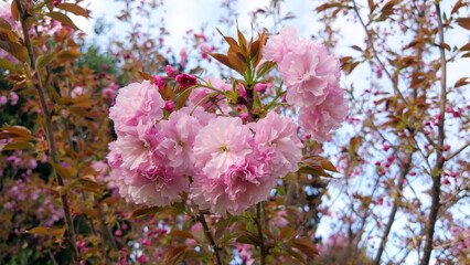 Blooming Yaezakura Flowers in Lush Springtime Garden