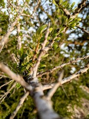 Argan tree branch