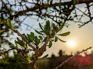 Leaves of argan tree branch at sunset