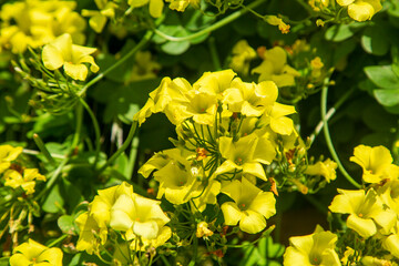 Yellow Oxalis pes-caprae, Bermuda buttercup or African wood-sorrel flowers, close up. Oxalis...