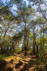 Pine is the name given to coniferous species that include forest trees from the Pinus genus of the Pinaceae family.