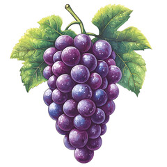 Fototapeta premium Fresh Bunch of Purple Grapes with Green Leaves on a Transparent Background Ready for Culinary Use or Health Benefits