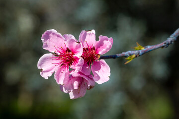 Obraz premium Peach tree in bloom in spring