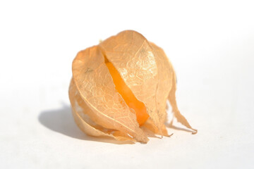 Golden Berry (Physalis Peruviana) Fruit with Delicate Lantern-Like Outer Husk on White Background