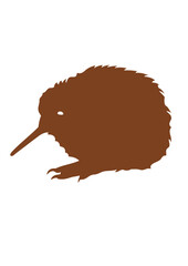 kiwi oiseaux animal