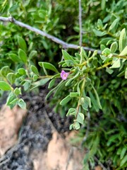Small purple flower on a leafy branch, surrounded by greenery, and dry ground.