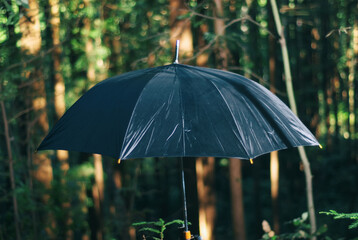 Umbrella in the forest