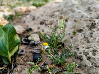 Small wild flower growing near a rock.