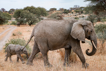 A majestic elephant with its baby roaming the African savanna, a beautiful safari moment. 