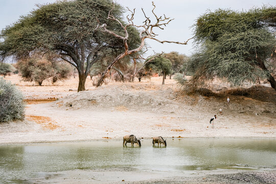 Two wildebeests peacefully drinking water from a lake in the heart of the African savanna. 