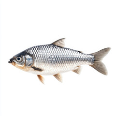 Fototapeta premium Fresh, vibrant fish stands out on a crisp white background, showcasing its natural colors and textures beautifully.