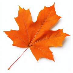 Obraz premium A vibrant maple leaf resting on a white background, showcasing the beauty of autumn at its finest.