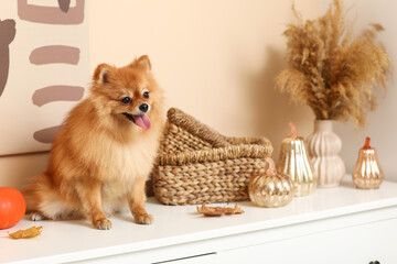 Cute Pomeranian dog with pumpkins, autumn leaves and home decor sitting on commode in room