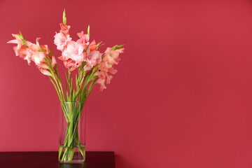 Glass vase with bouquet of beautiful gladiolus flowers on table against pink background