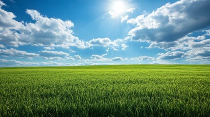 Fototapeta premium green field with sky background -