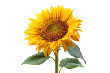 Loose bloom against white backdrop  
