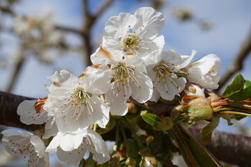 Fototapeta premium Beautiful and delicate apple flowers in the morning sun close up. Apple blossom. Spring background.