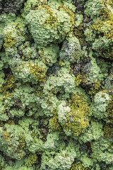 Lichen Texture Green Moss Closeup Nature Background