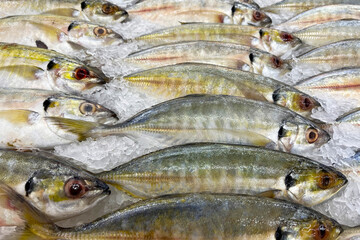 Fresh fish for sale on ice in a supermarket.