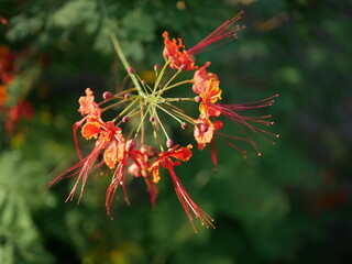 Exotic Red and Orange Bloom with Delicate Petals and Long Stamens
