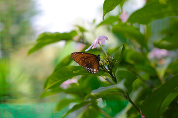 A beautiful butterfly in the garden