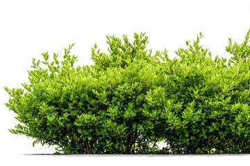 Fototapeta premium Fresh Bushy Greens White Isolated Scene 