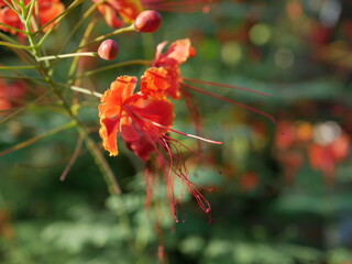 Close-Up of Vibrant Orange Tropical Flower in Natural Sunlight
