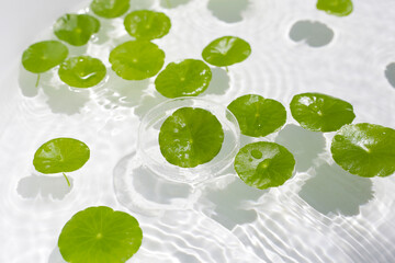 Fresh green leaves of Centella asiatica or gotu kola or asiatic pennywort, floating on water. It is...