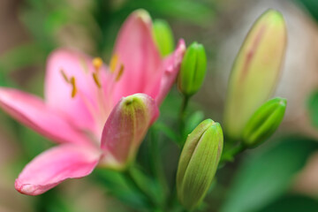 Pink Lily and Buds. Close-Up of Pink Lily Flower . Summer floral atmosphere. Purple lilies on a green blurred garden background.