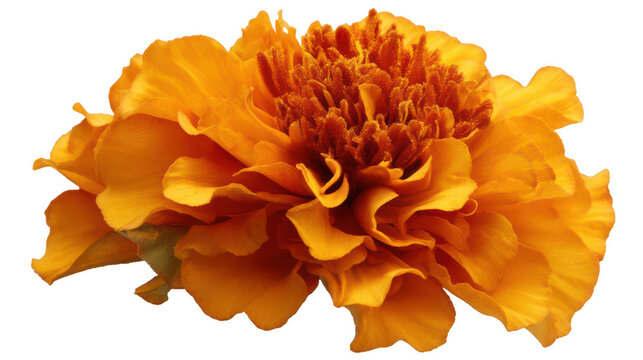 Marigold flower isolated on a white background, png