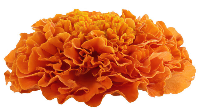 Marigold flower isolated on a white background, png