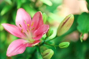 Fototapeta premium Lilies flower in Bloom . Pink Lily Flower in Garden.Close-Up of Pink Lily and Buds. 