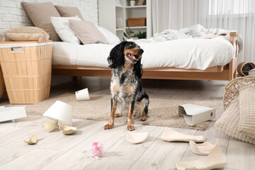Naughty cocker spaniel with broken things on floor in messy bedroom