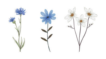blue flowers isolated on white background