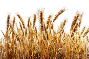 Fototapeta premium Fresh Wheat Crop White Isolated Scene 