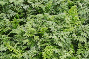 wild carrot, European wild carrot, bird's nest, bishop's lace, or Queen Anne's lace (daucus carota)