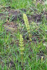 sprouting horsetail (Equisetum)