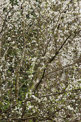 Japanese cherry (Prunus serrulata)