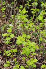 northern redcurrant, swamp redcurrant, or wild redcurrant (Ribes triste)