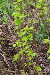 northern redcurrant, swamp redcurrant, or wild redcurrant (Ribes triste)