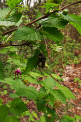 Bumblebee on Salmonberry (Rubus spectabilis)