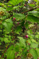 Bumblebee on Salmonberry (Rubus spectabilis)