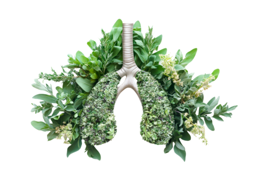 Human lungs made with fresh green plant leaves isolated on transparent background 