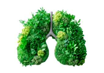 Human lungs are made with tree branches and leaves isolated on transparent background