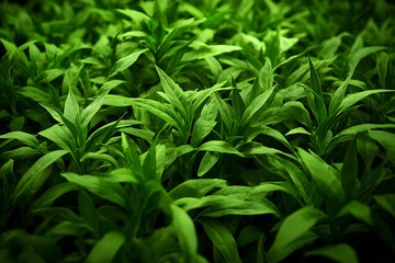 Fototapeta premium Lush Green Foliage Plants Nature Background
