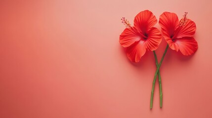 Naklejka premium Vibrant Hibiscus Flowers on Coral Background