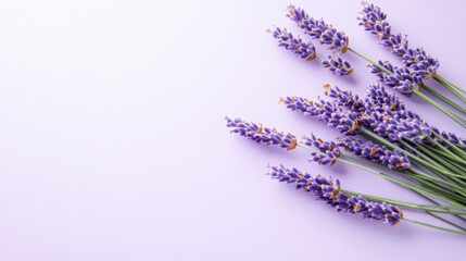 Lavender Branches on Soft Purple Background