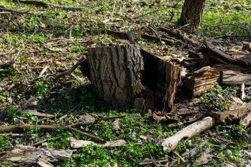 Fototapeta premium stump in the woods