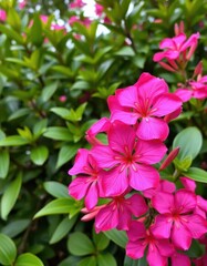 Fototapeta premium Vibrant pink Adenium obesum flowers bloom against lush green foliage, botany, flowering plant, background