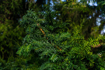 close up of fir tree branches